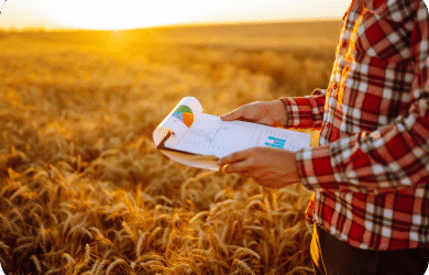 Rabi and Kharif crops – correct sowing timetable