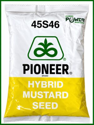Pioneer 45S46 Hybrid Mustard Seeds – Premium Hybrid Sarson Seeds for Commercial Farming