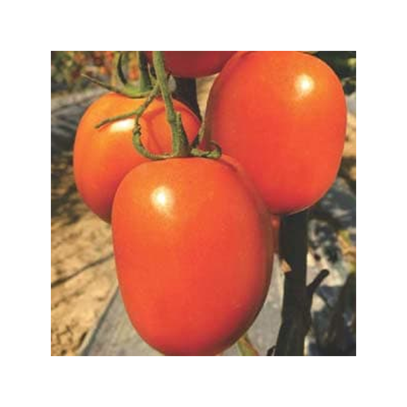 Aryaman-Tomato-Seeds-1