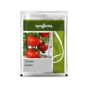Ayaan-Tomato-Seeds