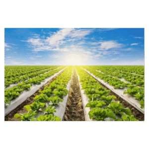 Biodegradable Mulch Film