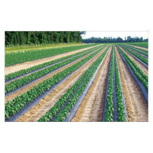 Biodegradable Mulch Paper