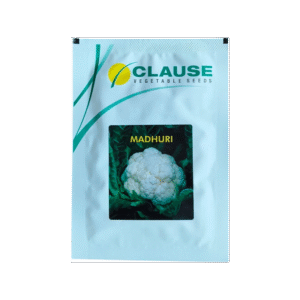 Cauliflower Madhuri F1 Hybrid Clause Seeds (25Gm)