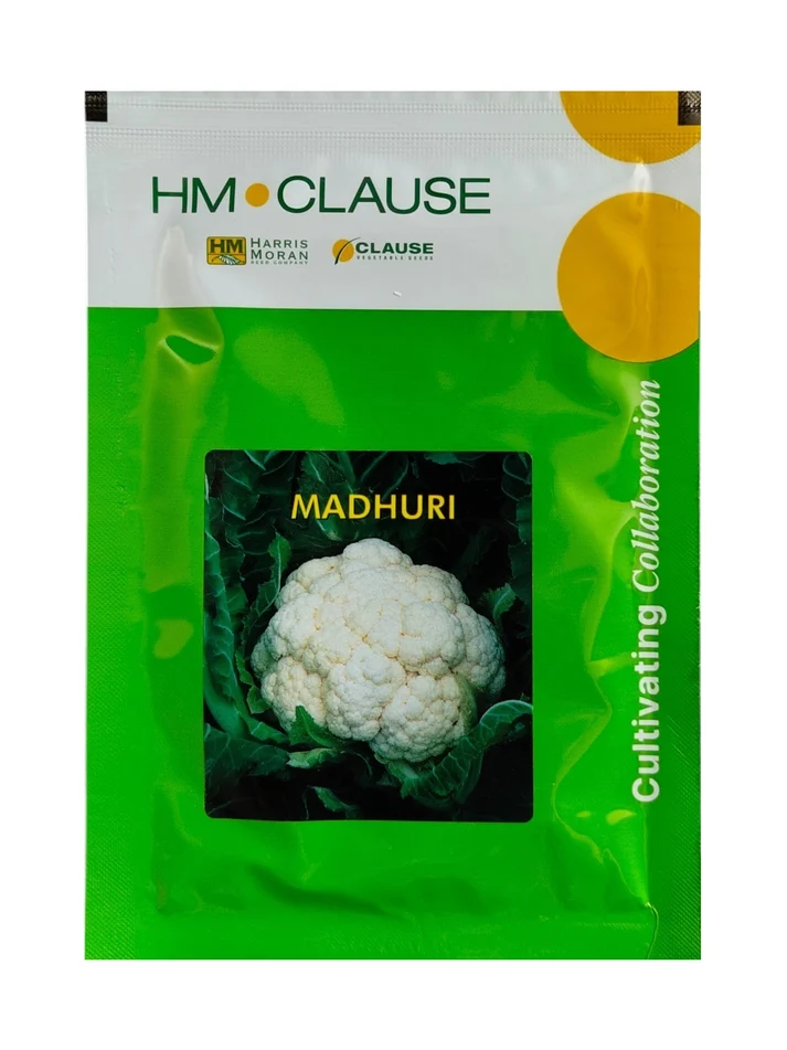 Clause Madhuri F1 Hybrid Cauliflower Seeds – High Yield Early Maturity White Compact Curds(10gm)