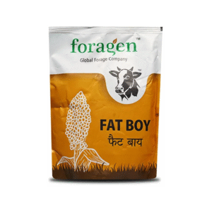 Fat Boy Multi-Cut Forage Sorghum - Fast Growth, Juicy Fodder