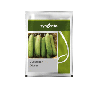 Glossy Cucumber Seeds - High Yield, Long Harvest, Disease Tolerant