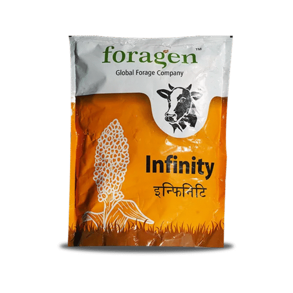 Infinity Multi Cut Sorghum Sudan Grass Seeds Online