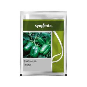 Indra Hybrid Capsicum Seeds