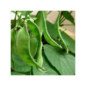Iris-Hybrid-Dolichos-Beans-Seeds