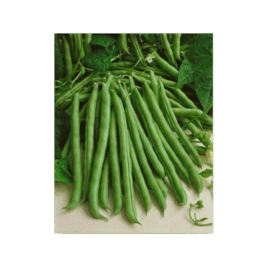 Iris Hybrid French Beans - All Season, Balcony Friendly, Quick growing