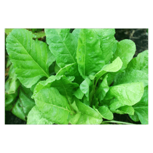 Iris-Hybrid-Palak-Seeds