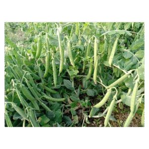 Iris-Hybrid-Peas-Seeds