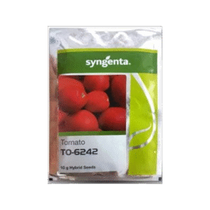 TO- 6242 Tomato Seeds - Semi-Determinate