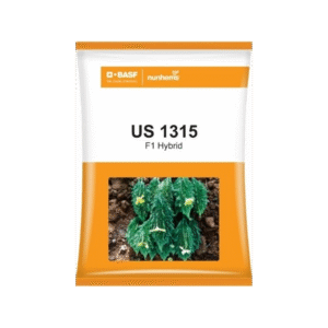US 1315 Bitter Gourd Seeds – High-Yield Hybrid