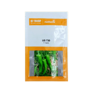 US 730 Chilli Seeds - Semi-Spreading