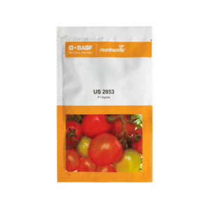 Tomato US 2853 F1 Hybrid BASF Nunhems Seeds
