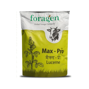 Max- Pro (Lucerne) Forage - Perennial, High Yield, Protein- Rich, Disease Tolerant