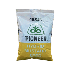 Pioneer Hybrid Mustard Seeds