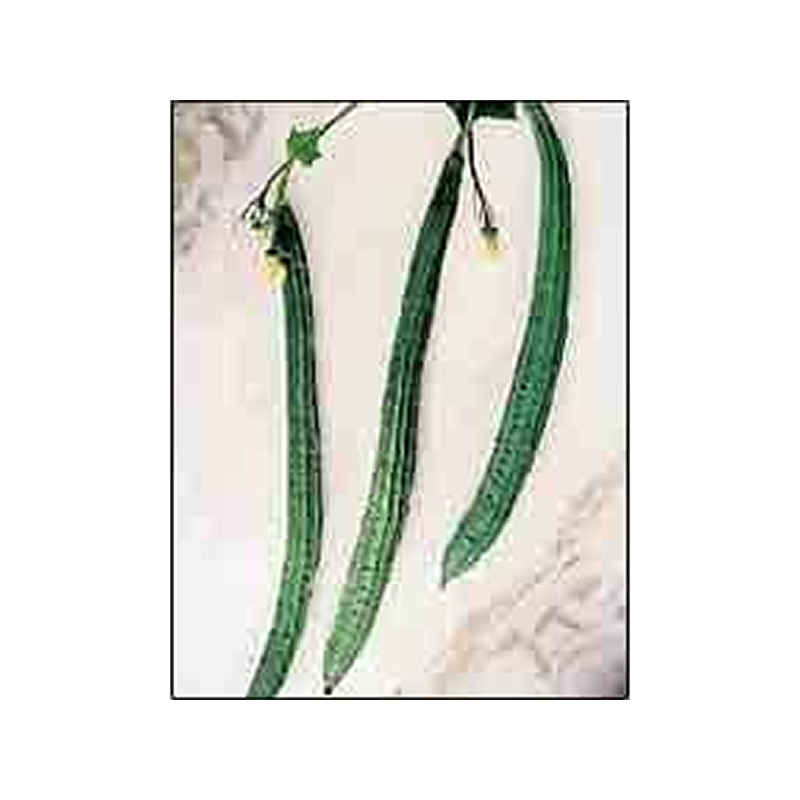 Ridge-Gourd-Seeds-1