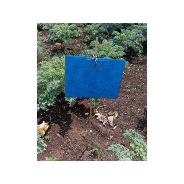 Sk Agrotech Blue Sticky Insect Trap 6 X 8 Inch - Image 2