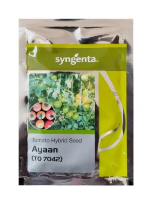 Syngenta Ayaan 7042 Tomato Seeds F1 Hybrid – High Yield Premium Red Tomato for Commercial Farming - 10 Gram