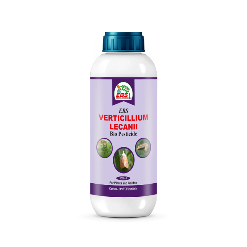 EBS VERTICILLIUM LECANII BIO PESTICIDE