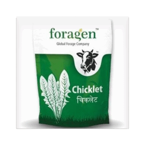 Chicklet – Chicory