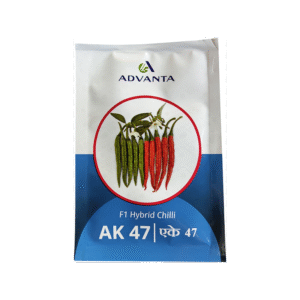 Hybrid chilli AK 47 Advanta Seeds