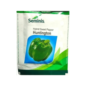 Huntington Capsicum Seeds – High Yield, Blocky Green Fruit Variety
