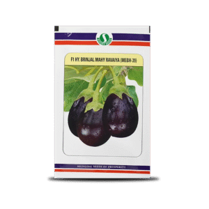 Mahy Ravaiya Mebh-39 Brinjal Seeds - Oval, Reddish Purple, High Yield