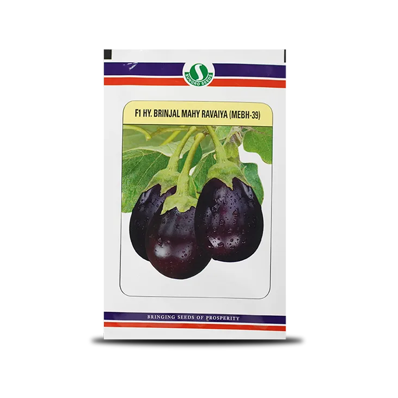 Mahy Ravaiya Mebh-39 Brinjal Seeds - Oval, Reddish Purple, High Yield