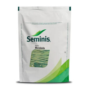 Moraleda Beans - Staking Bean with 15-20 cm Po