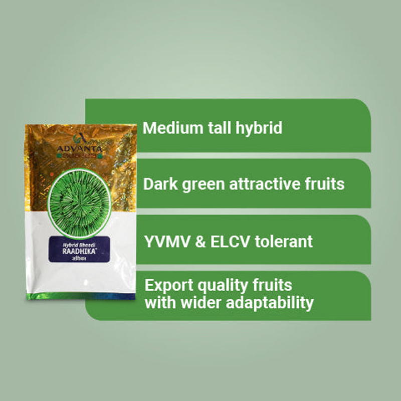 Radhika Bhindi Okra Hybrid Seeds – High Yield, Long - Image 2