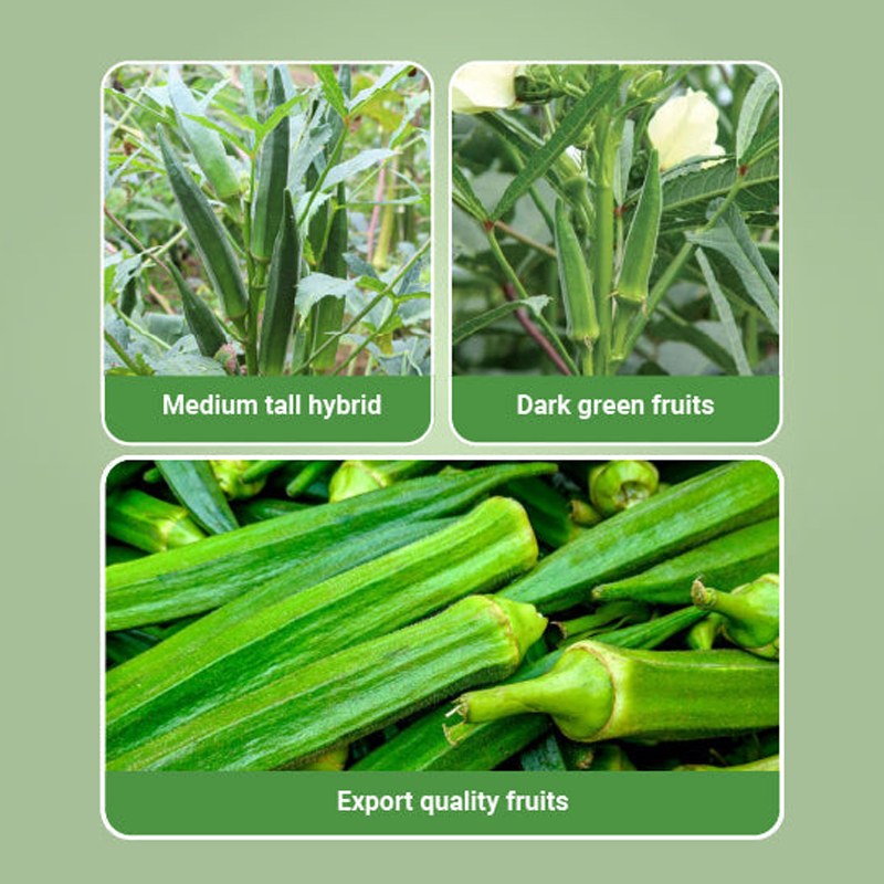 Radhika Bhindi Okra Hybrid Seeds – High Yield, Long - Image 3