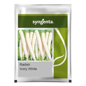 Syngenta Ivory White Radish Seeds – Early Maturity Hybrid