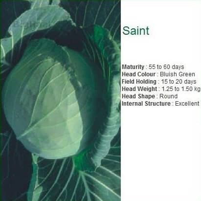 Saint Cabbage Seeds by Seminis - Bluish Green, Compact, Early Maturity - Image 2