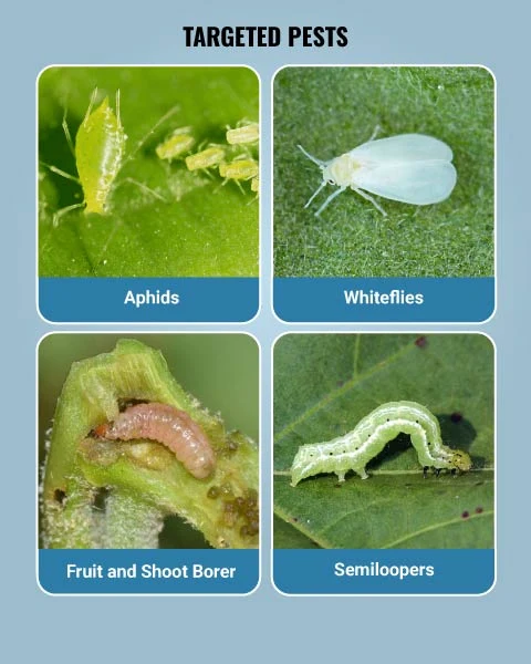 Bayer Solomon Insecticide (Beta-Cyfluthrin 8.49% + Imidacloprid 19.81% OD) - Dual Action Broad Spectrum Insecticide - Image 3