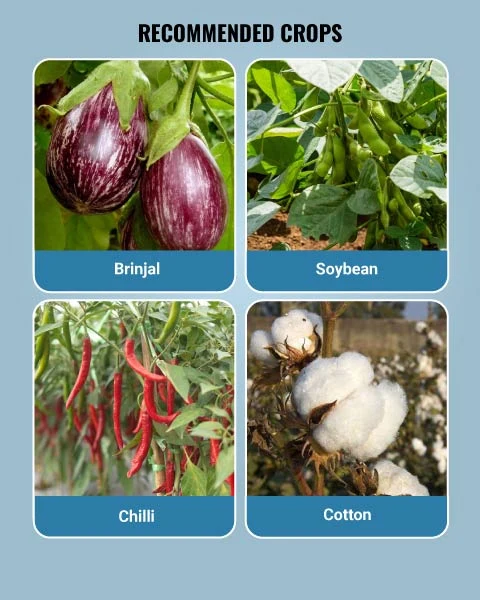 Bayer Solomon Insecticide (Beta-Cyfluthrin 8.49% + Imidacloprid 19.81% OD) - Dual Action Broad Spectrum Insecticide - Image 4