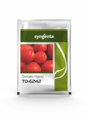Syngenta TO 6242 Tomato Seeds F1 Hybrid – High Yield Premium Red Tomato for Commercial Farming(3000 seeds)