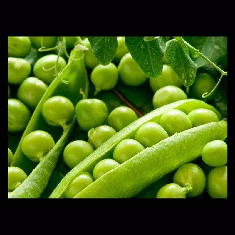 GS- 10 Pea Seeds - Sweet, High Yield - Image 3