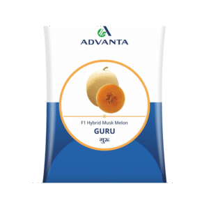 Muskmelon Guru F1 Hybrid Advanta Seeds 50gm