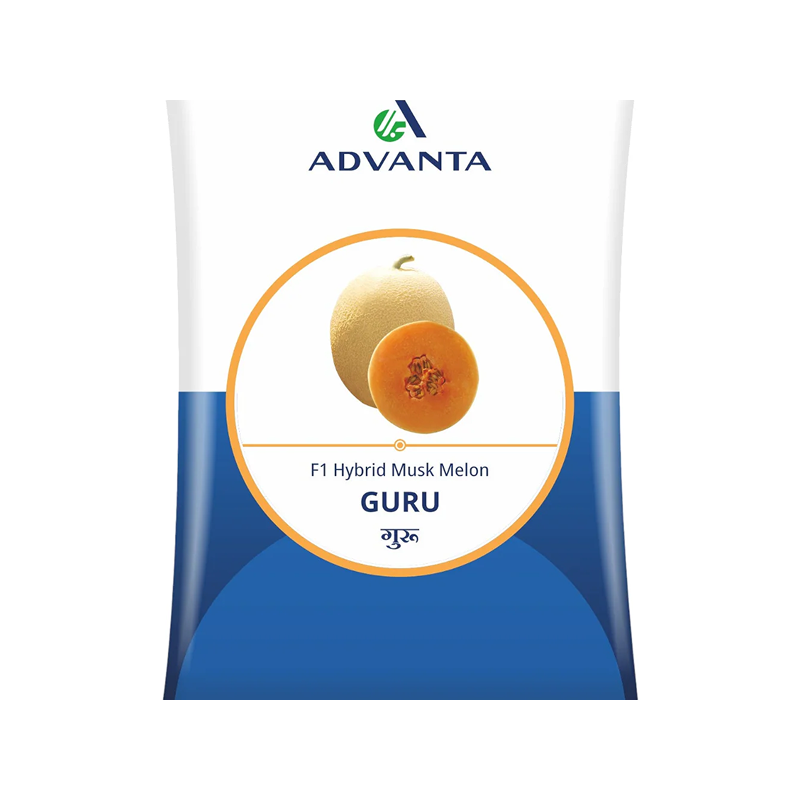 Muskmelon Guru F1 Hybrid Advanta Seeds 50gm