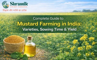 Complete Guide to Mustard Farming in India: Varieties, Sowing Time & Yield
