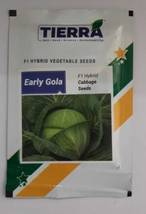 Cabbage Early Gola - 10 gm