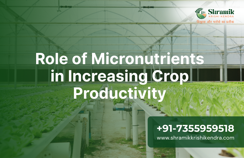 Role of Micronutrients in Increasing Crop Productivity