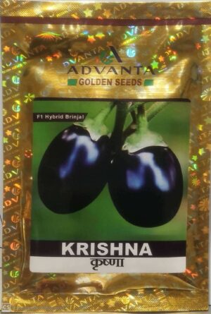 Advanta Brinjal Krishna - 10 gm