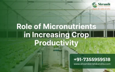 Role of Micronutrients in Increasing Crop Productivity