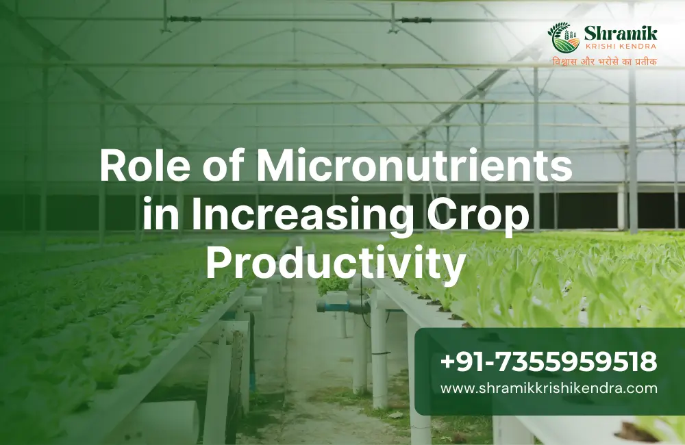 Role of Micronutrients in Increasing Crop Productivity