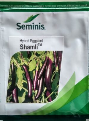 Hy Brinjal Shamli- 10gm