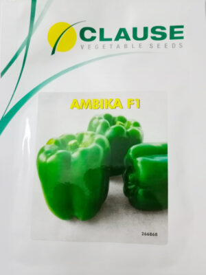 Clause Capsicum Ambika -1000 Sds